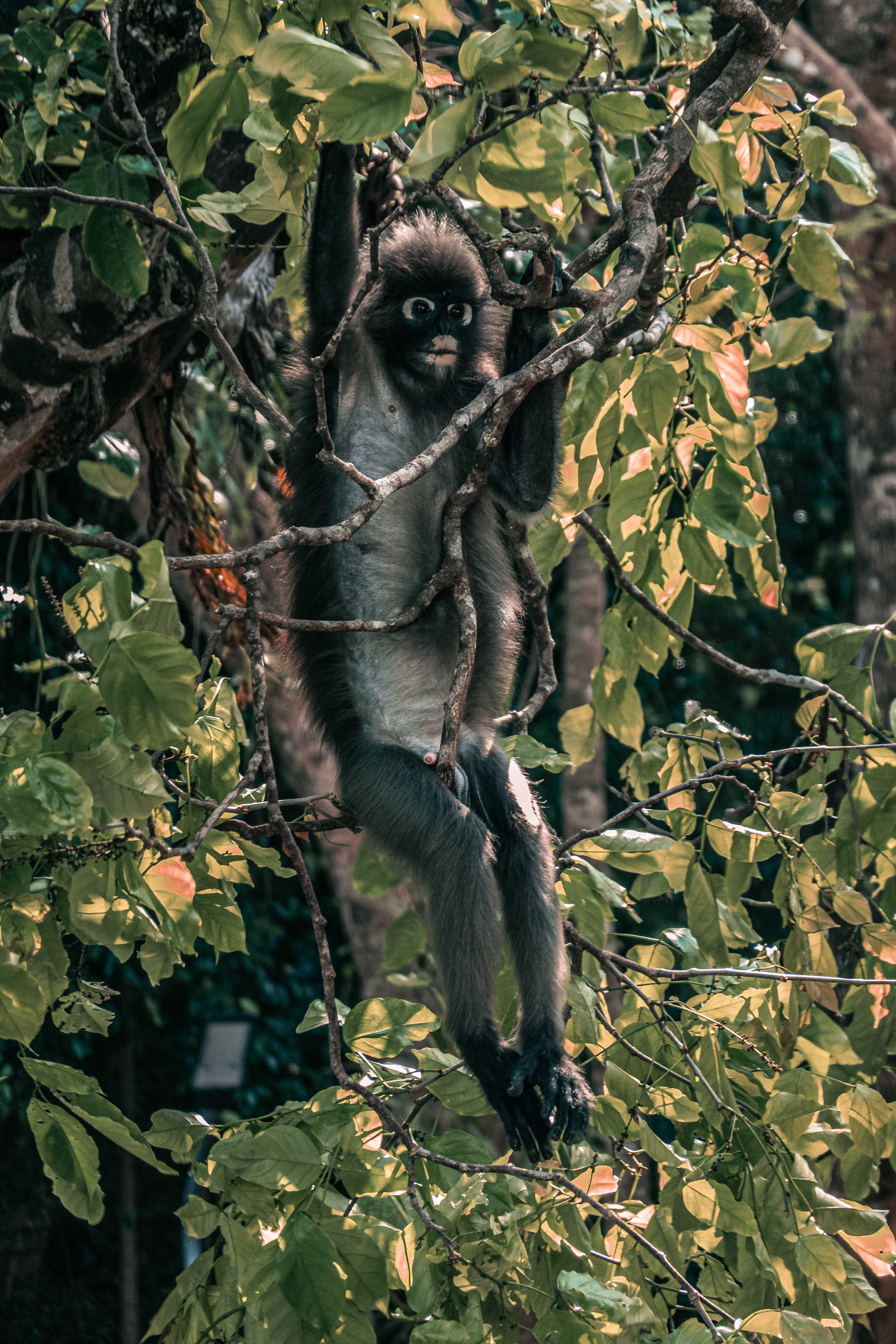 ลิงกัง ๆ